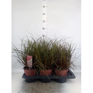 Uncinia rubra