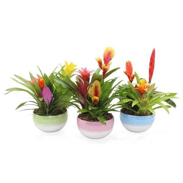 <h4>Arrangementen Bromelia H%</h4>