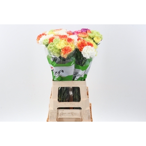 Di St Rainbow Yellow 60cm