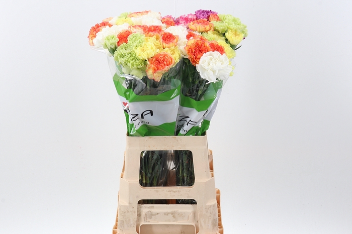 <h4>Di St Rainbow Yellow 60cm</h4>