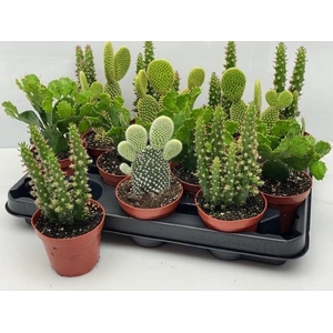 OPUNTIA