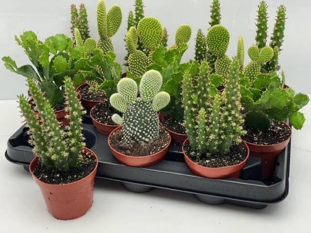 <h4>OPUNTIA</h4>