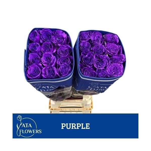 <h4>R Gr Tinted Purple</h4>