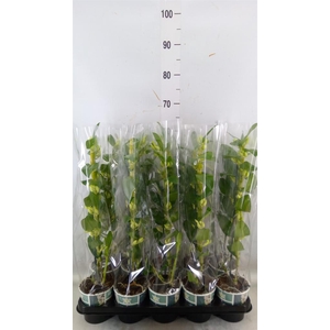 Dendrobium nob. 'StarCla Apollon'