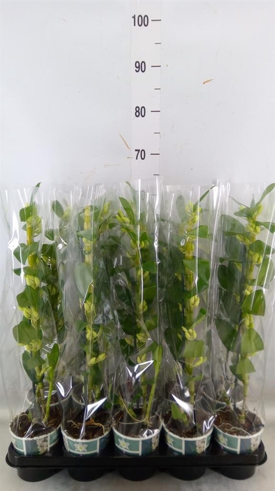 <h4>Dendrobium nob. 'StarCla Apollon'</h4>