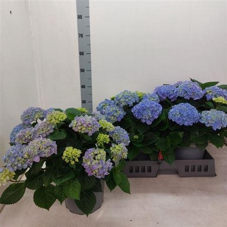 <h4>Hydrangea macrophylla Hi River</h4>