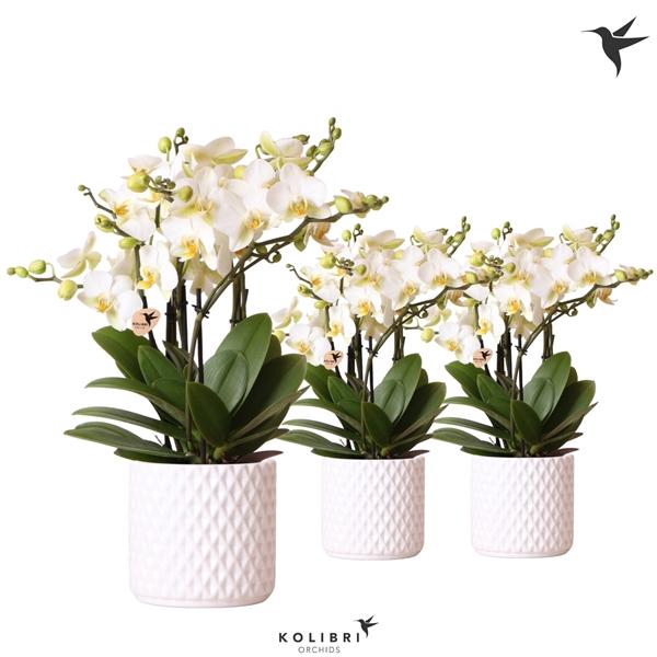 <h4>Phalaenopsis Multifloratypes Anthura Lausanne</h4>