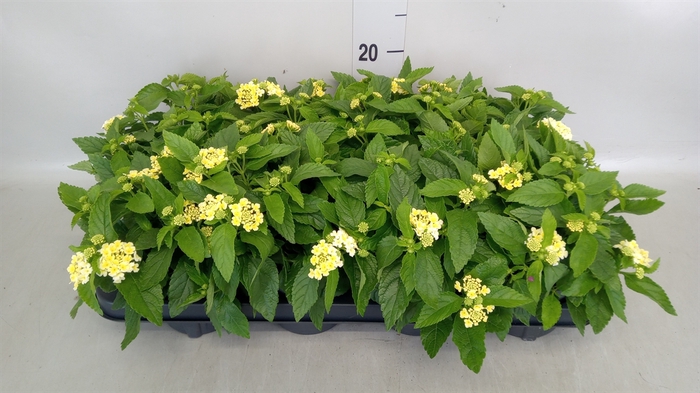 <h4>Lantana camara</h4>