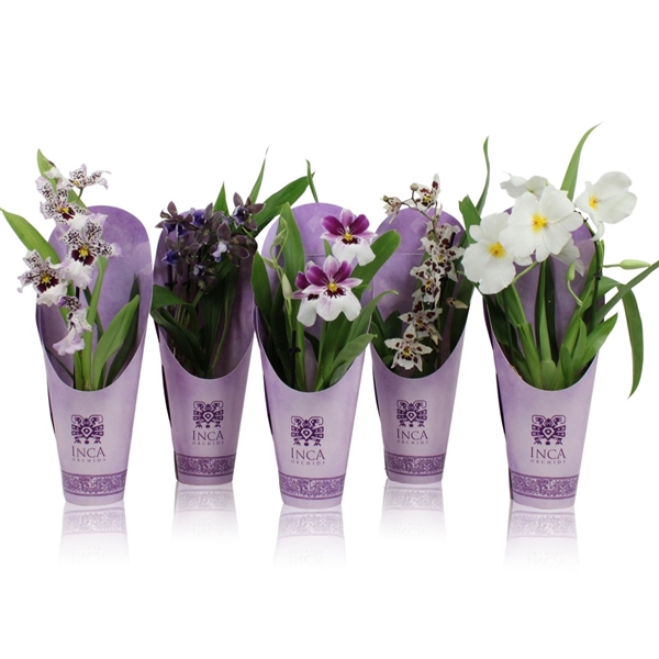 <h4>Inca Orchid Purple Pleasure 9 cm mix in luxury cover</h4>