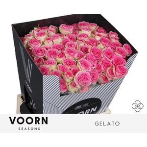 R Tr Gelato Voorn Seasons