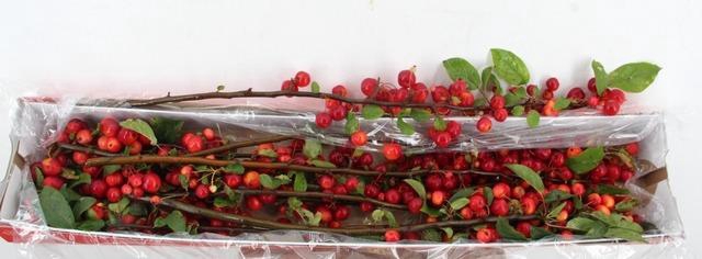 <h4>MALUS RED SENTINEL</h4>