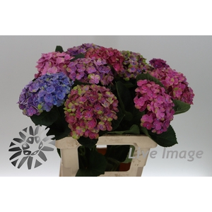 Hydrangea mag coral