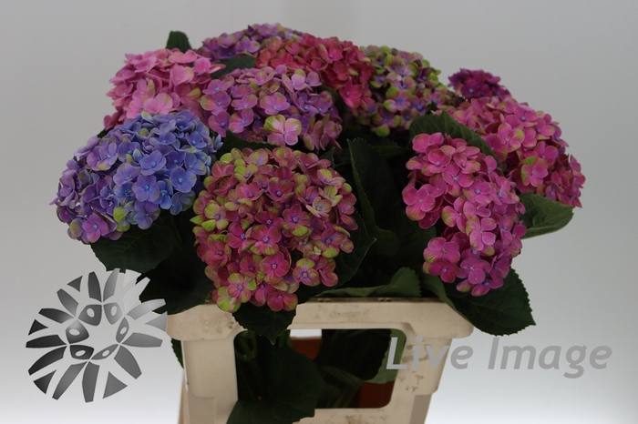 <h4>Hydrangea mag coral</h4>