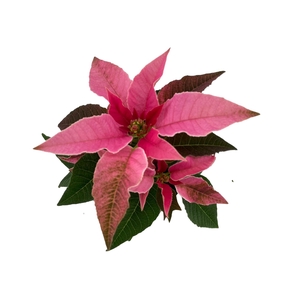 Princettia Pink