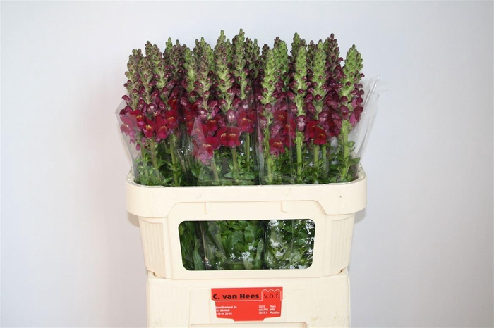 <h4>Antir Cool Crimson</h4>