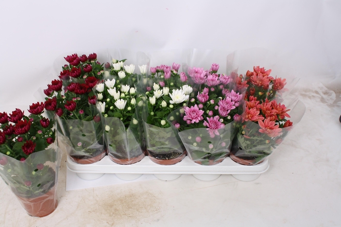 <h4>CHRYS GEVULDBL GEM</h4>