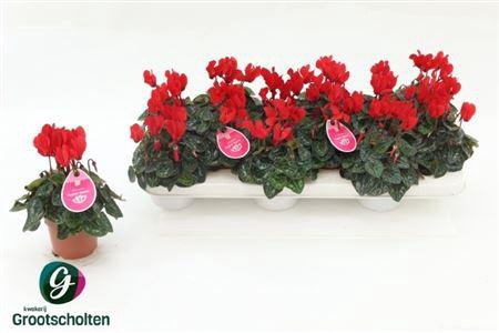 Cycl Kl Midori Syn Red