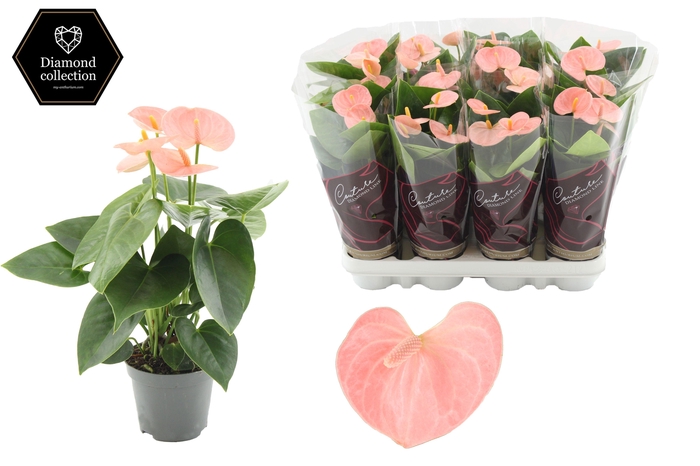 <h4>Anthurium 9 cm Spirit in Couture Diamond Line Purple sleeve</h4>