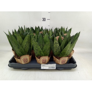 Sansevieria zeylanica