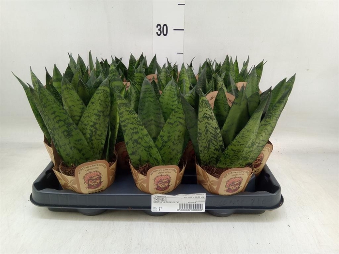 <h4>Sansevieria zeylanica</h4>