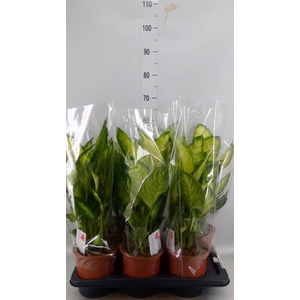 Dieffenbachia  'Camilla'