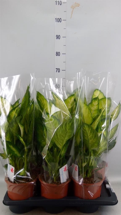 <h4>Dieffenbachia  'Camilla'</h4>