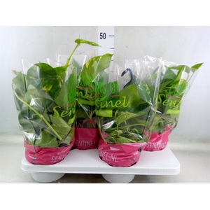 Epipremnum pinn.   HG