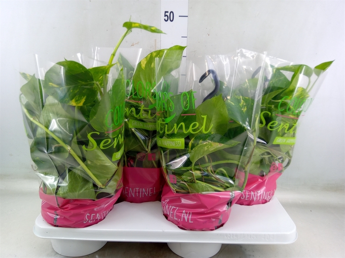 <h4>Epipremnum pinn.   HG</h4>