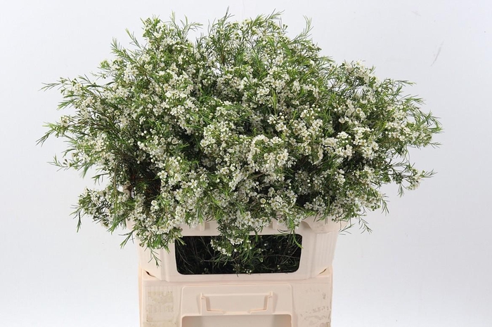 <h4>Cham Blizzard</h4>