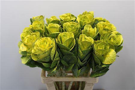 <h4>Brass Klb Geel H%</h4>