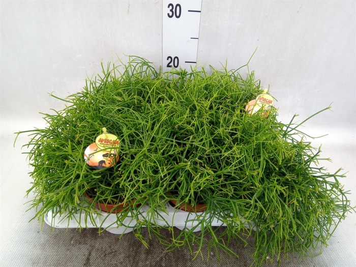 <h4>Rhipsalis cassutha</h4>