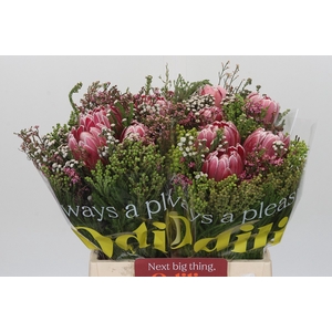 BQ Protea 3 Flowers