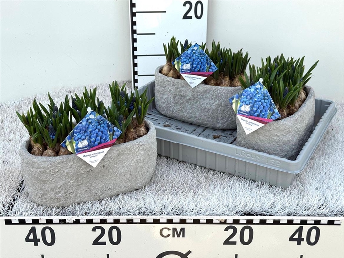 Bloembol Muscari In Betonbakje