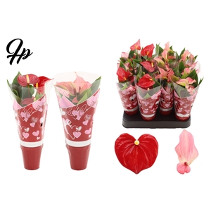 Anthurium 6 cm 2 color mix in Couture hearts sleeve