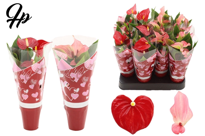 <h4>Anthurium 6 cm 2 color mix in Couture hearts sleeve</h4>