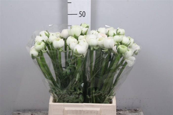 <h4>Ran Su Hanoi</h4>