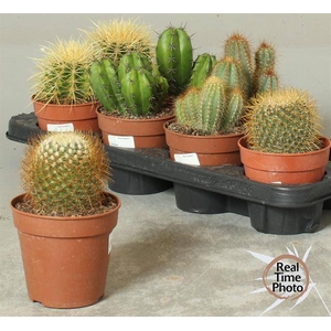 Cactus mix 12Ø 25cm