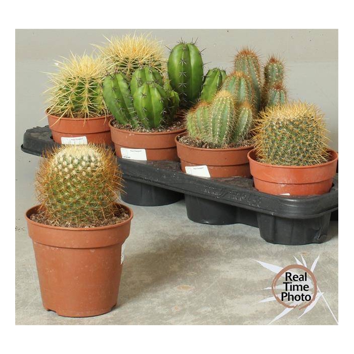 <h4>Cactus mix 12Ø 25cm</h4>