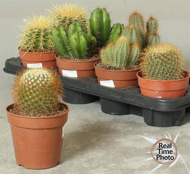 Cactus mix 12Ø 25cm