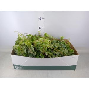 Hedera helix   ...mix varie white