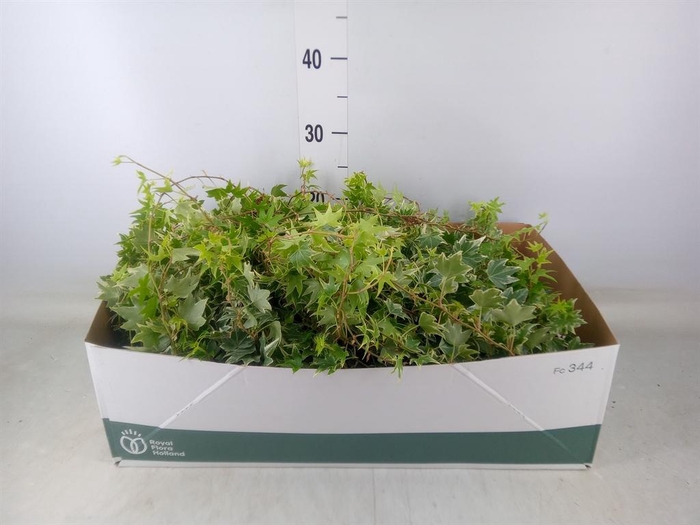 <h4>Hedera helix ...mix varie white</h4>