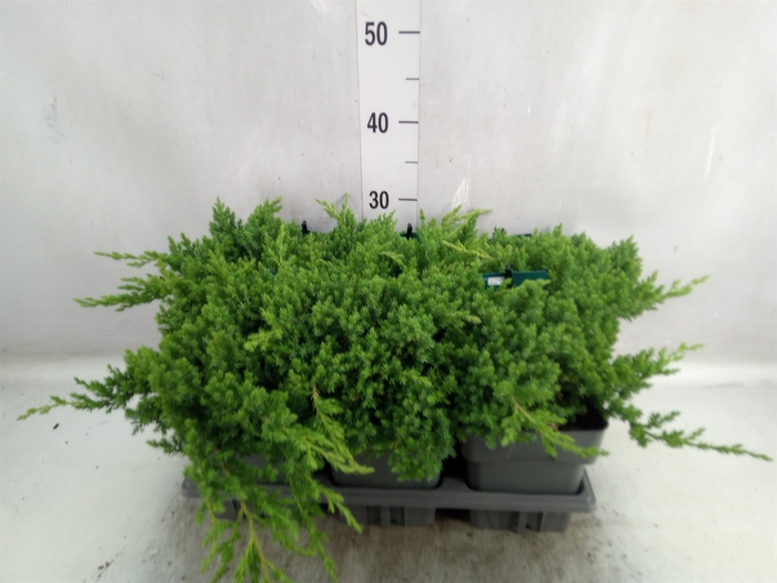 <h4>Juniperus procumbens 'Nana'</h4>