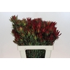 Leucadendron Blush Spray