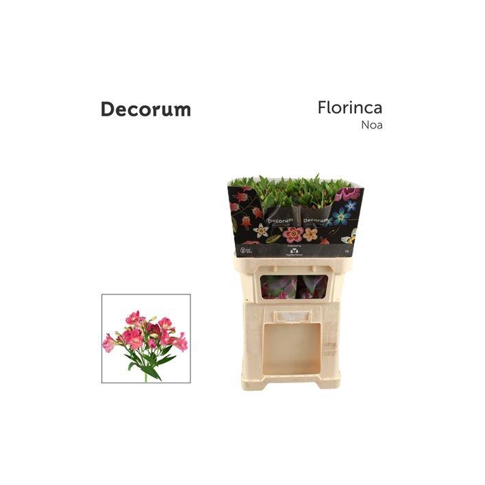 <h4>Alstr Fl Noa</h4>