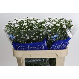 Aster Cassy