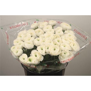 Ran... Su Siberia Super