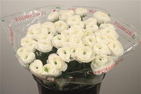 <h4>Ran... Su Siberia Super</h4>