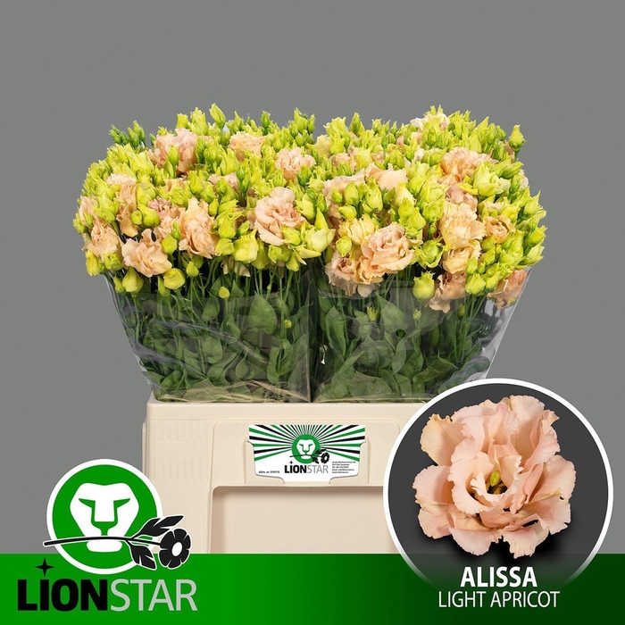 <h4>LIS G ALISSA LIGHT APRICOT EUS G AL</h4>
