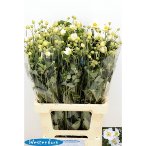 Anemone Ov White 70cm