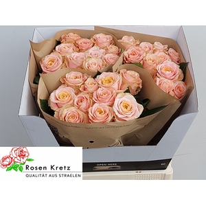R GR PEACH FUNKY+